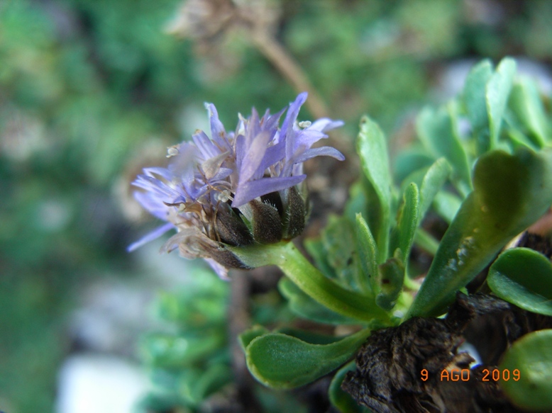 Globularia meridionalis / Vedovelle appenniniche